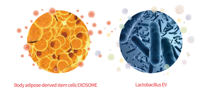 exosome_img02
